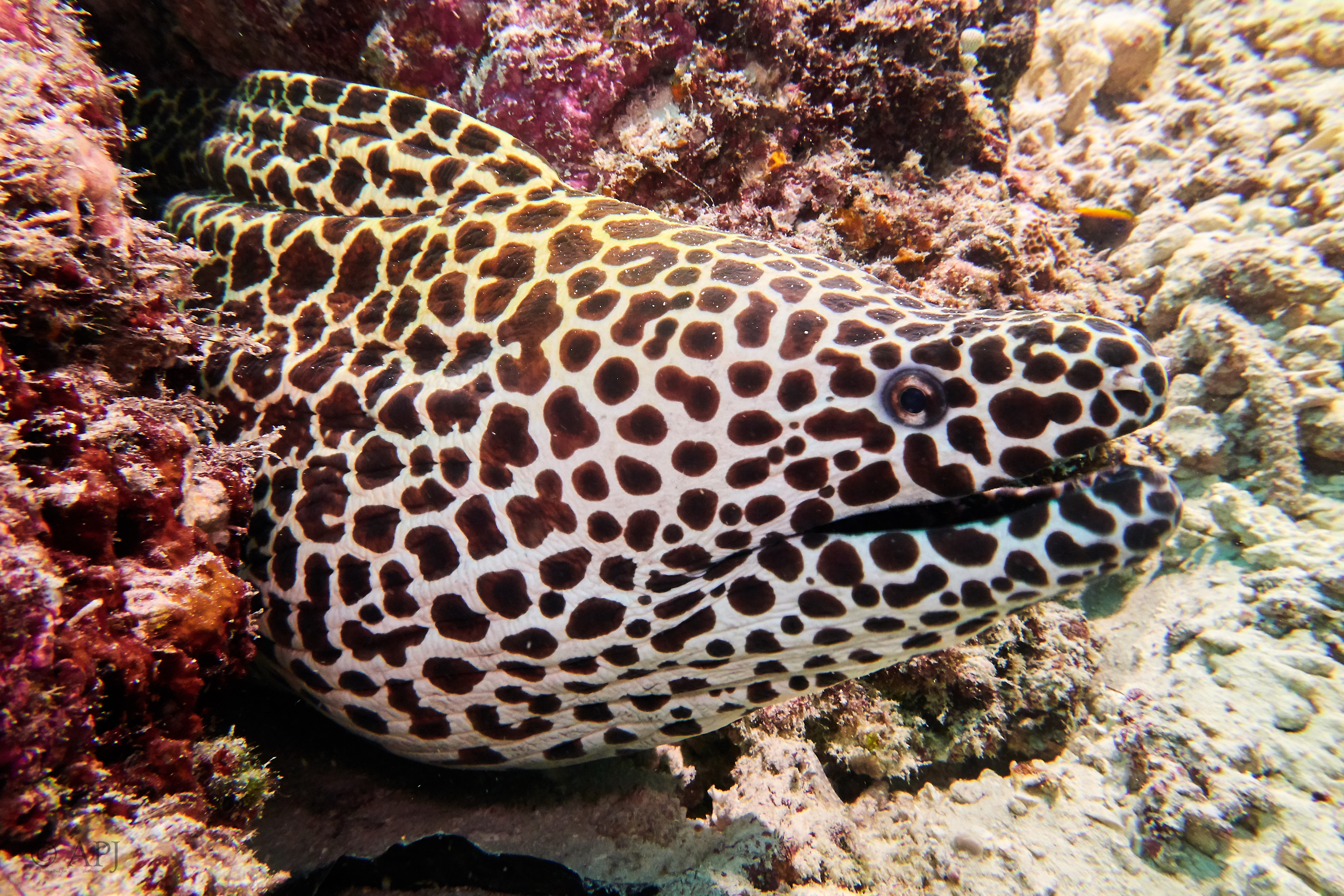 000101 13 08 17  Canon PowerShot G7 X Mark II   Malediven2017